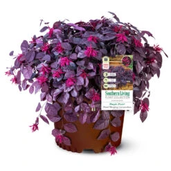 Purple Pixie® Dwarf Weeping Loropetalum -Green Yard Plant Store Purple Pixoe Loropetalum 3