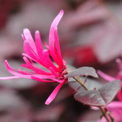 Purple Pixie® Dwarf Weeping Loropetalum -Green Yard Plant Store Purple Pixoe Loropetalum 4