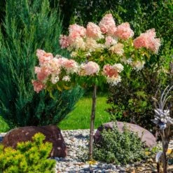 Quick Fire® Hydrangea Tree 7 Quick Fire® Hydrangea Tree -Green Yard Plant Store QyuickFire Hydrangea 1