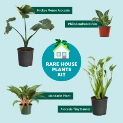 Rare House Plant Kit 9 Rare House Plant Kit -Green Yard Plant Store RareHousePlantKitGraphic