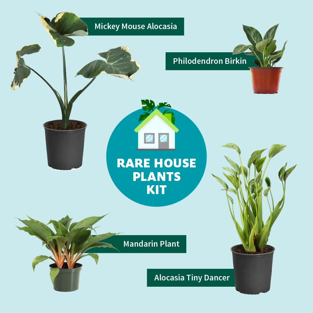 Rare House Plant Kit 3 Rare House Plant Kit - Image 3