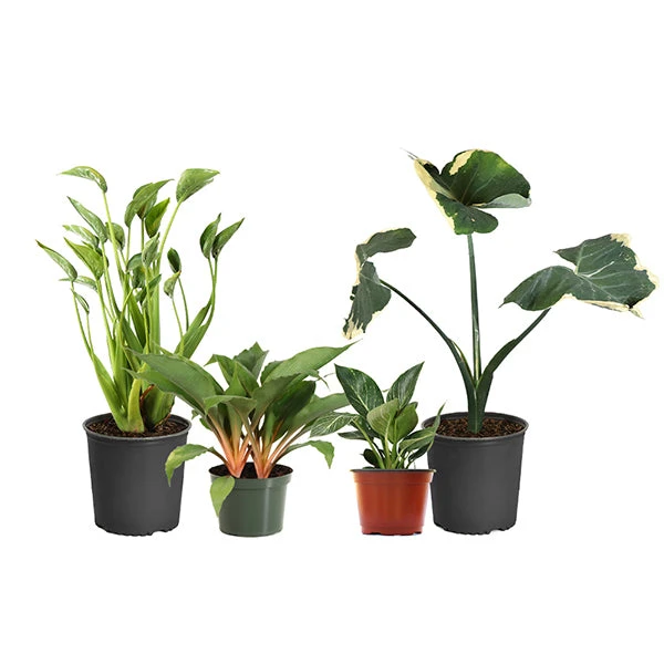 Rare House Plant Kit 1 Rare House Plant Kit