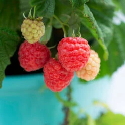 Bushel And Berry® Raspberry Shortcake® Bush 8 Bushel And Berry® Raspberry Shortcake® Bush -Green Yard Plant Store Raspberry Shortcake 1