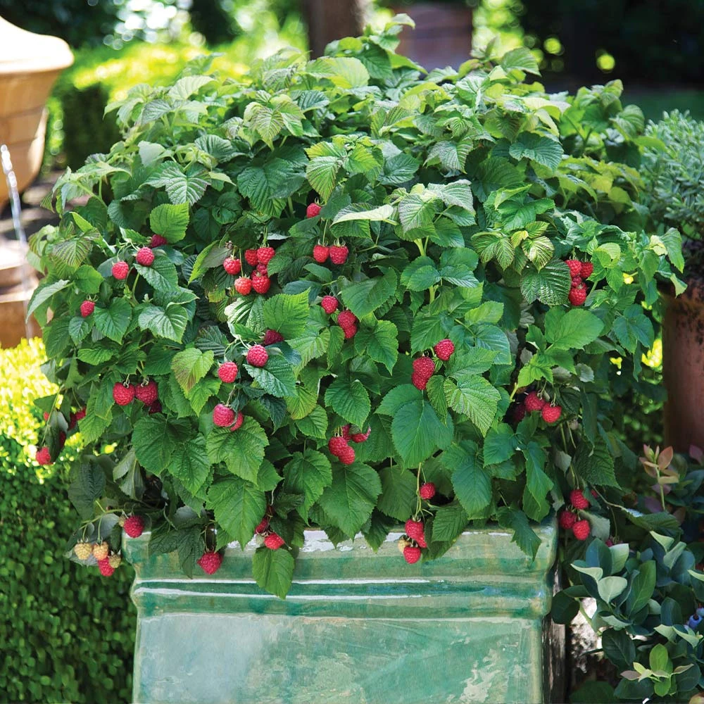 Bushel And Berry® Raspberry Shortcake® Bush 2 Bushel And Berry® Raspberry Shortcake® Bush - Image 2