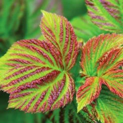 Bushel And Berry® Raspberry Shortcake® Bush 7 Bushel And Berry® Raspberry Shortcake® Bush -Green Yard Plant Store Raspberry Shortcake 4