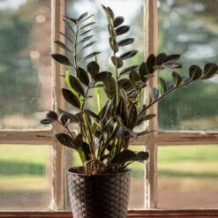 Raven ZZ Plant -Green Yard Plant Store Raven ZZ 1