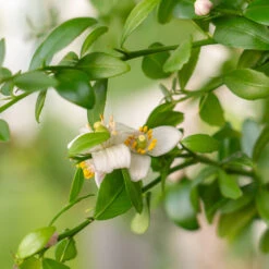 Red Finger Lime Tree 7 Red Finger Lime Tree -Green Yard Plant Store Red FInger Lime 2 6caf0467 1911 48e7 a9fa babb0a6fffe5
