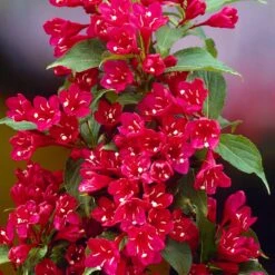 Red Prince Weigela Tree -Green Yard Plant Store Red Prince Wegeila 1 FGT