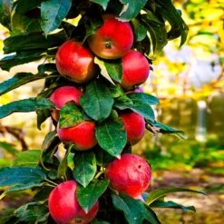 North Pole Columnar Apple Tree -Green Yard Plant Store Red Columnar Apple 3