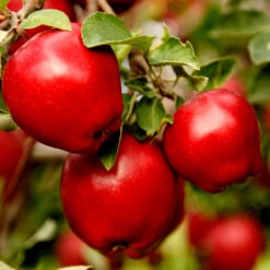 Apple Pollinator Pack -Green Yard Plant Store Red Delicious Apple 1