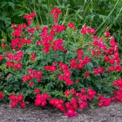 Red Drift® Rose 5 Red Drift® Rose -Green Yard Plant Store Red Drift Rose 1