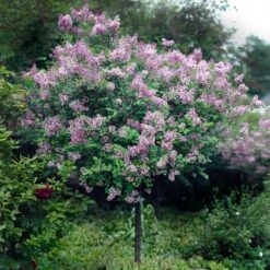 Red Pixie Lilac Tree -Green Yard Plant Store Red Pixie Lilac Tree 2
