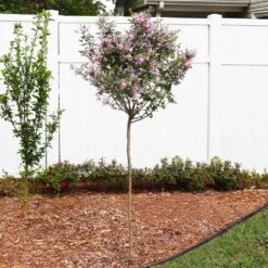 Red Pixie Lilac Tree -Green Yard Plant Store Red Pixie Lilac Tree 4 FGT