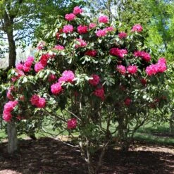 Red Rhododendron Shrub -Green Yard Plant Store Red Rhododendron 3
