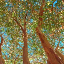 Red Rocket Crape Myrtle 7 Red Rocket Crape Myrtle -Green Yard Plant Store Red Rocket Crape Myrtle