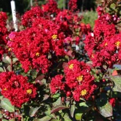 Red Rocket Crape Myrtle 6 Red Rocket Crape Myrtle -Green Yard Plant Store Red Rocket Crape Myrtle FGT 2jpg