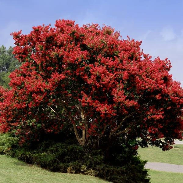 Red Rocket Crape Myrtle 1 Red Rocket Crape Myrtle