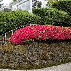 Red Ruffles Azalea Shrub -Green Yard Plant Store Red Ruffles Azalea 7