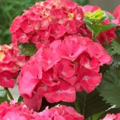 Red Sensation Hydrangea -Green Yard Plant Store Red Sensation Hydrangea 1 FGT