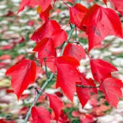 Red Sunset® Maple Tree -Green Yard Plant Store Red Sunset Maple 2
