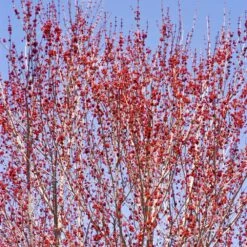 Red Sunset® Maple Tree -Green Yard Plant Store Red Sunset Maple 3