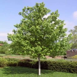 Red Sunset® Maple Tree -Green Yard Plant Store Red Sunset Maple 4