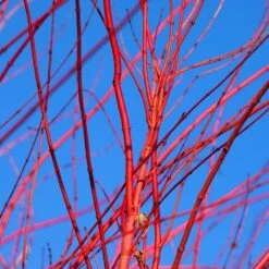 Red Twig Dogwood Shrub -Green Yard Plant Store Red Twig Dogwood 3 FGT