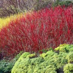 Red Twig Dogwood Shrub -Green Yard Plant Store Red Twig Dogwood 4