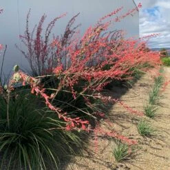 Red Yucca Plant -Green Yard Plant Store Red Yucca 1