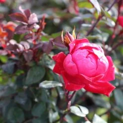 Double Knock Out® Rose -Green Yard Plant Store Red knockout rose 2