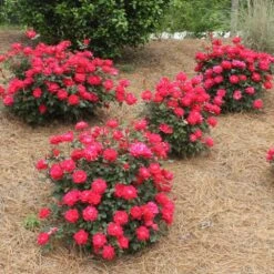Double Knock Out® Rose -Green Yard Plant Store Red knockout rose 4