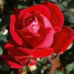 Double Knock Out® Rose -Green Yard Plant Store Red knockout rose 7 FGT
