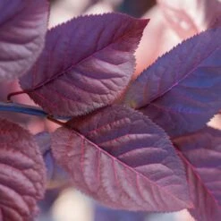 Purple Plunge Weeping Plum Tree -Green Yard Plant Store Redbud Purple Plunge 2 b8894708 2bb9 4f3e 8d30 7b3eeb931914