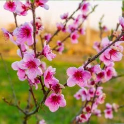 Redskin Peach Tree -Green Yard Plant Store Redskin Peach Tree 3 8df8851c ef3e 4a16 b538 29f1adcb997c