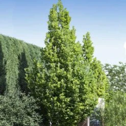 Regal Prince Oak Tree -Green Yard Plant Store Regal Prince Oak 1