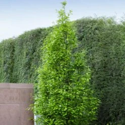 Regal Prince Oak Tree -Green Yard Plant Store Regal Prince Oak 3