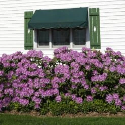 Lavender Rhododendron Shrub -Green Yard Plant Store Rhododendron Lavender 2 FGT