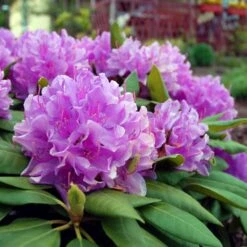 Lavender Rhododendron Shrub -Green Yard Plant Store Rhododendron Lavender 3 FGT