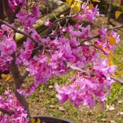 The Rising Sun™ Eastern Redbud Tree -Green Yard Plant Store Rising Sun Redbud 6