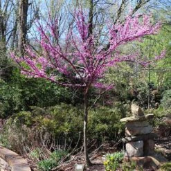 The Rising Sun™ Eastern Redbud Tree -Green Yard Plant Store Rising Sun Redbud 7