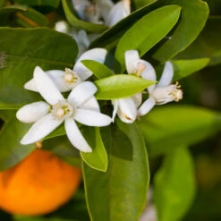 Robertson Navel Orange 8 Robertson Navel Orange -Green Yard Plant Store Robertson Navel Orange 1