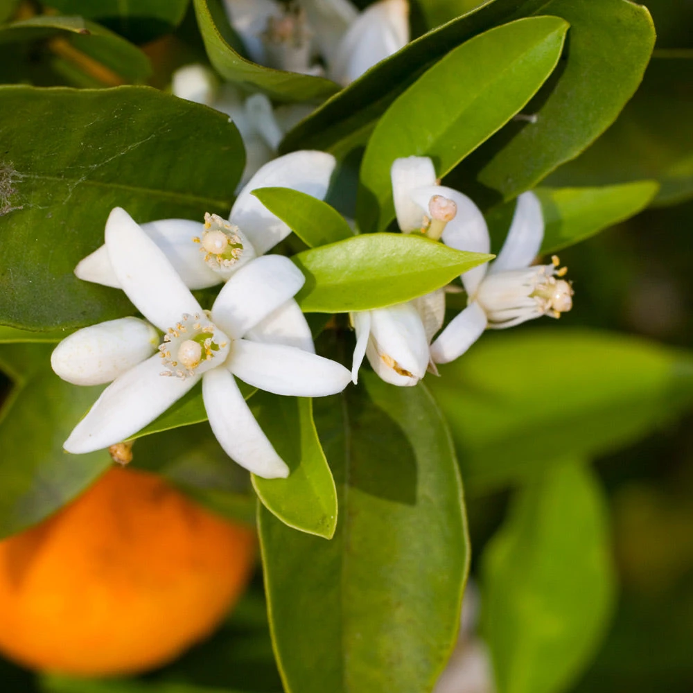 Robertson Navel Orange 3 Robertson Navel Orange - Image 3