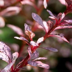 Rose Glow Barberry Shrub -Green Yard Plant Store Rose GLow Barberry 1 FGT