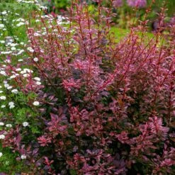 Rose Glow Barberry Shrub -Green Yard Plant Store Rose GLow Barberry 3 FGT