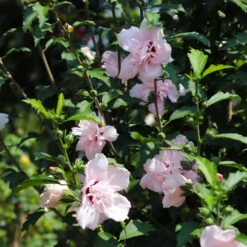 Pink Rose Of Sharon Althea Tree -Green Yard Plant Store Rose of Sharon Althea 3 FGT