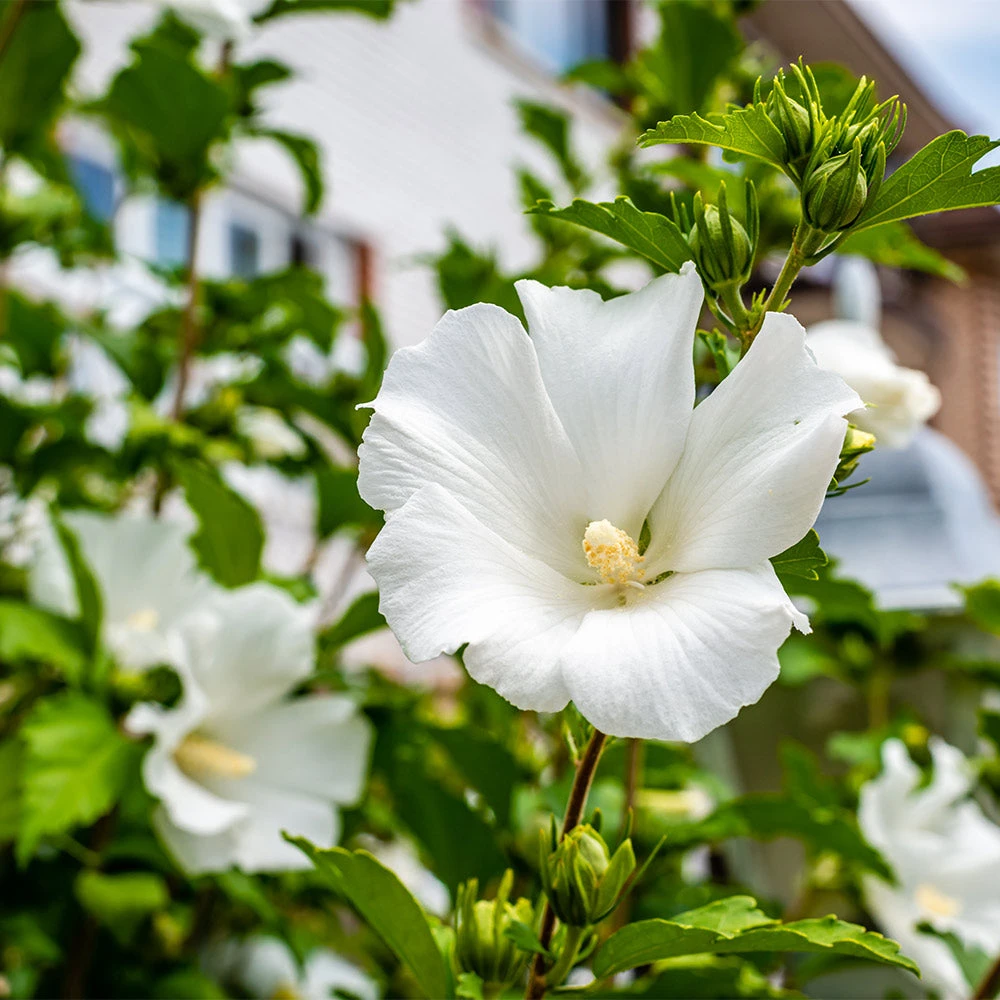 White Rose Of Sharon Althea Tree 2 White Rose Of Sharon Althea Tree - Image 2