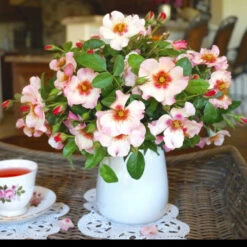 Raspberry Kiss™ Rose Tree -Green Yard Plant Store Rosemarry Kiss Rose tree 1