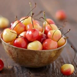 Royal Ann Cherry Tree -Green Yard Plant Store Royal Ann CHerry Tree 1 FGT