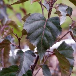 Royal Frost® Birch Tree -Green Yard Plant Store Royal Frost Birch 2 FGT