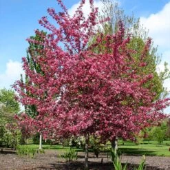 Royal Raindrops® Crabapple Tree -Green Yard Plant Store Royal Raindrops Crabapple 2